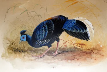 Faisán de Vieillot (Euplocamus vieilloti), 1852-54